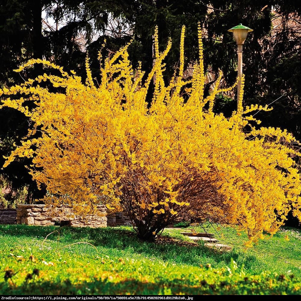 Forsycja pośrednia Beatrix Farrand  - Forsythia intermedia  Beatrix Farrand 