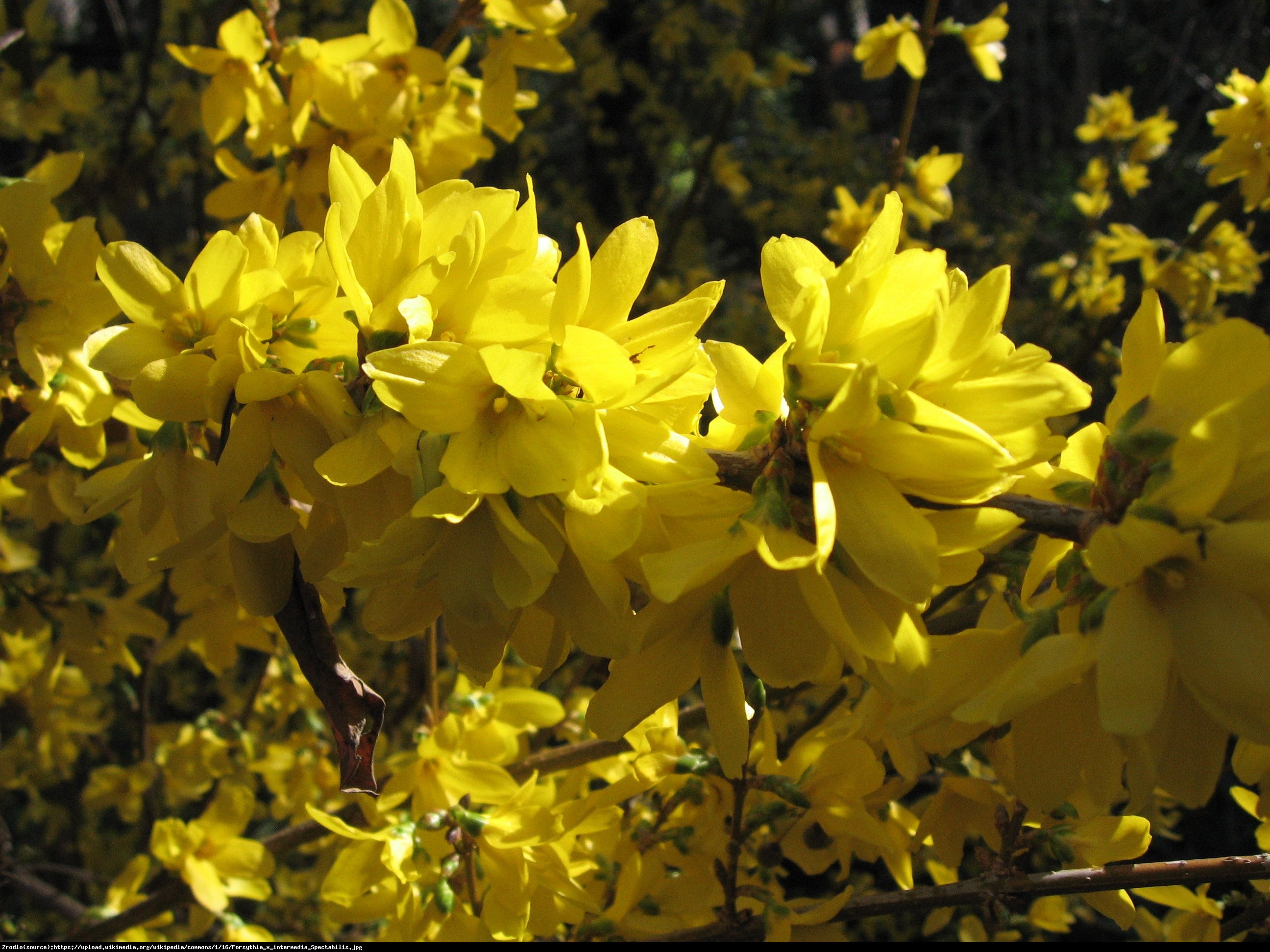 Forsycja pośrednia Beatrix Farrand  - Forsythia intermedia  Beatrix Farrand 