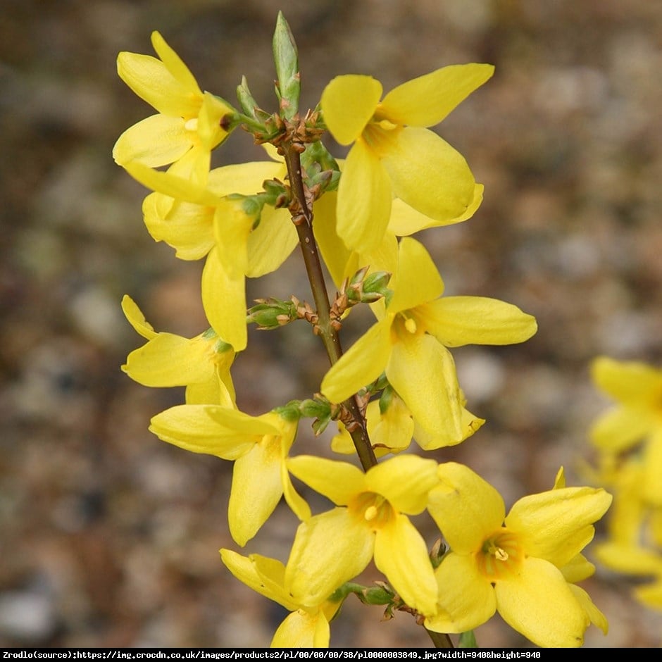 Forsycja pośrednia Lynwood  - Forsythia intermedia  Lynwood 