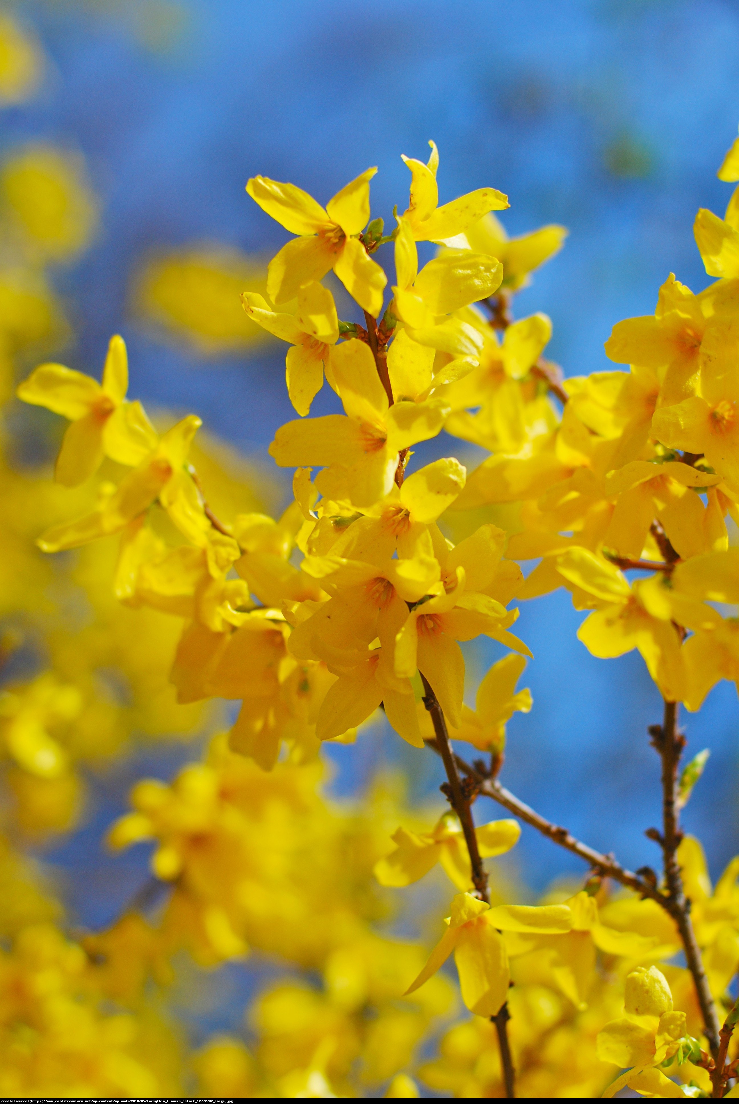 Forsycja pośrednia Lynwood  - Forsythia intermedia  Lynwood 