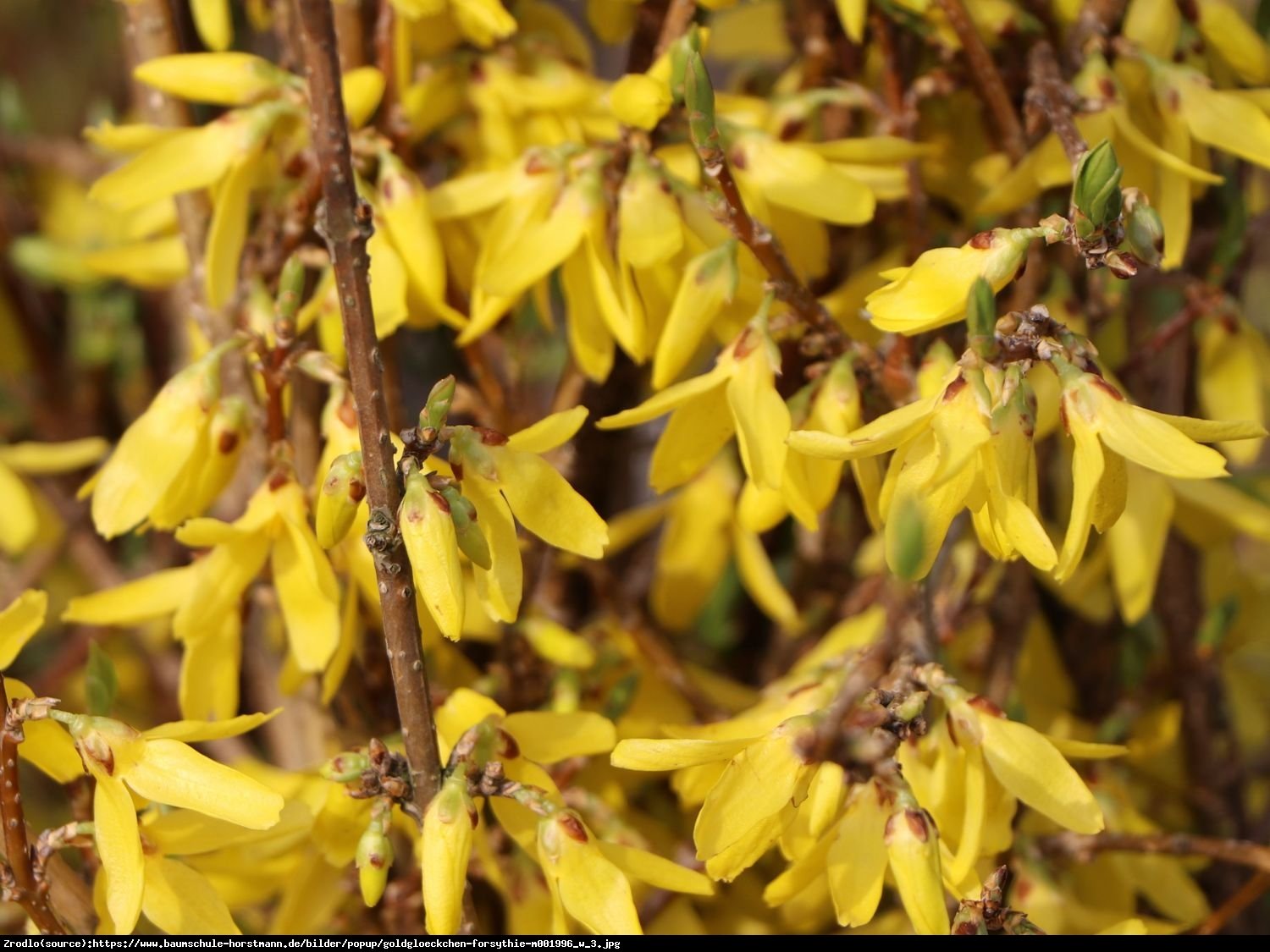 Forsycja pośrednia Lynwood  - Forsythia intermedia  Lynwood 