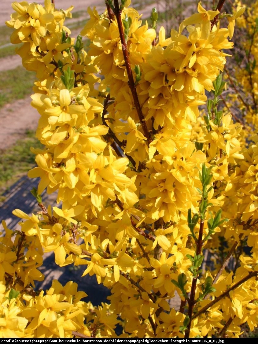 Forsycja pośrednia Lynwood  - Forsythia intermedia  Lynwood 