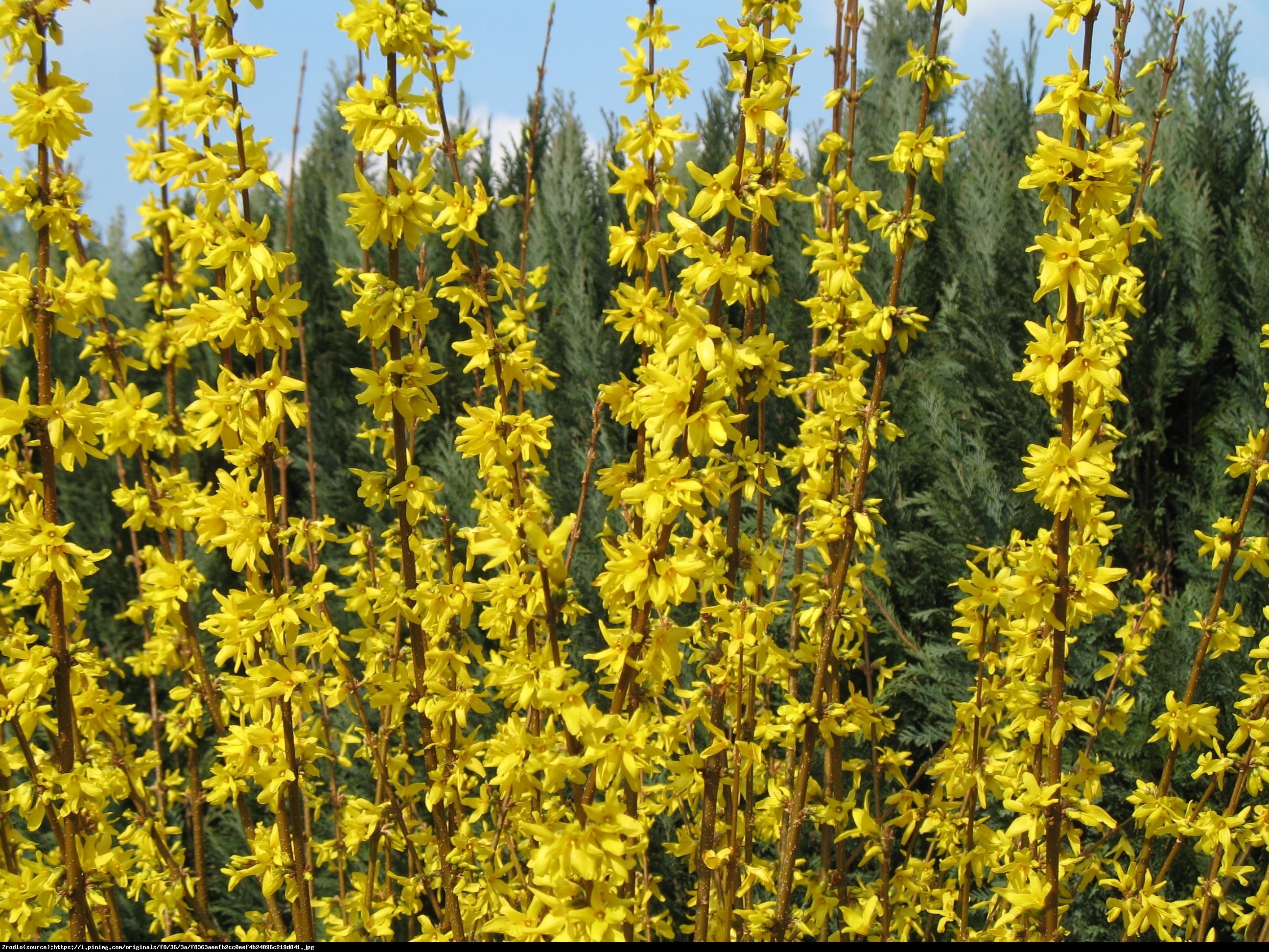 Forsycja pośrednia Lynwood  - Forsythia intermedia  Lynwood 