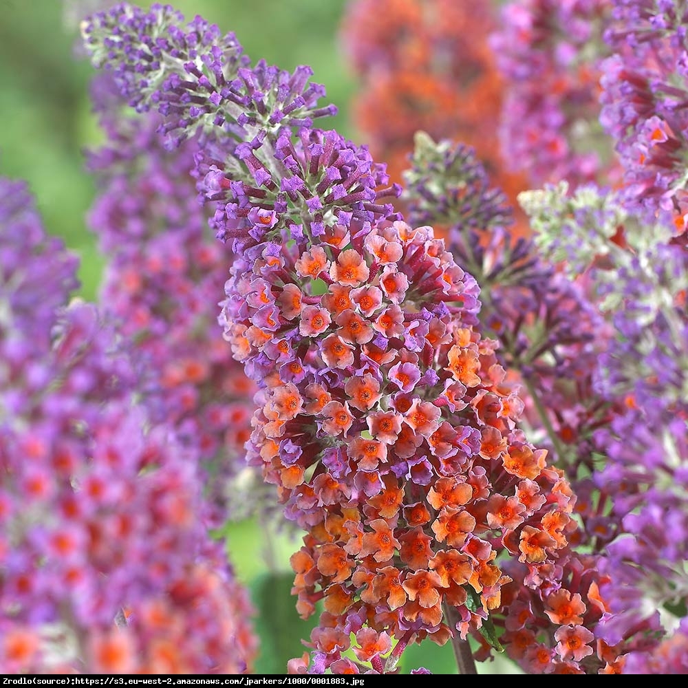 Budleja  Flower Power  - Buddleia  Flower Power 