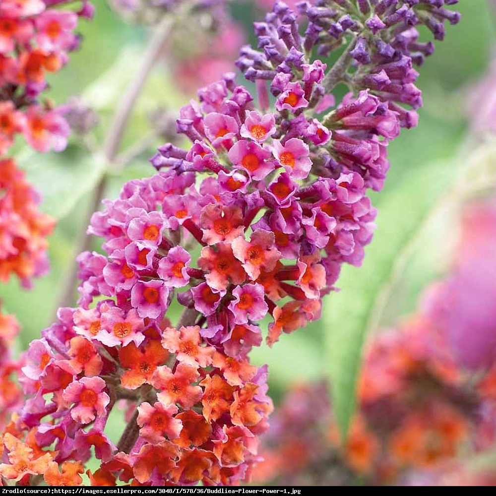 Budleja  Flower Power  - Buddleia  Flower Power 