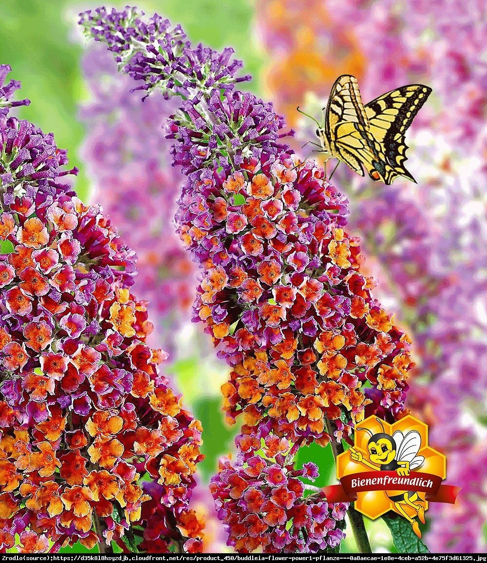 Budleja  Flower Power  - Buddleia  Flower Power 