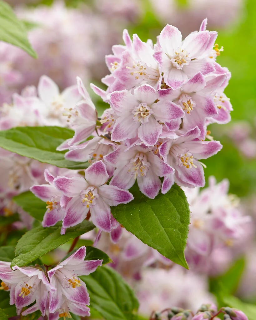 Żylistek mieszańcowy Raspberry Sundae - Deutzia 'Raspberry Sundae'