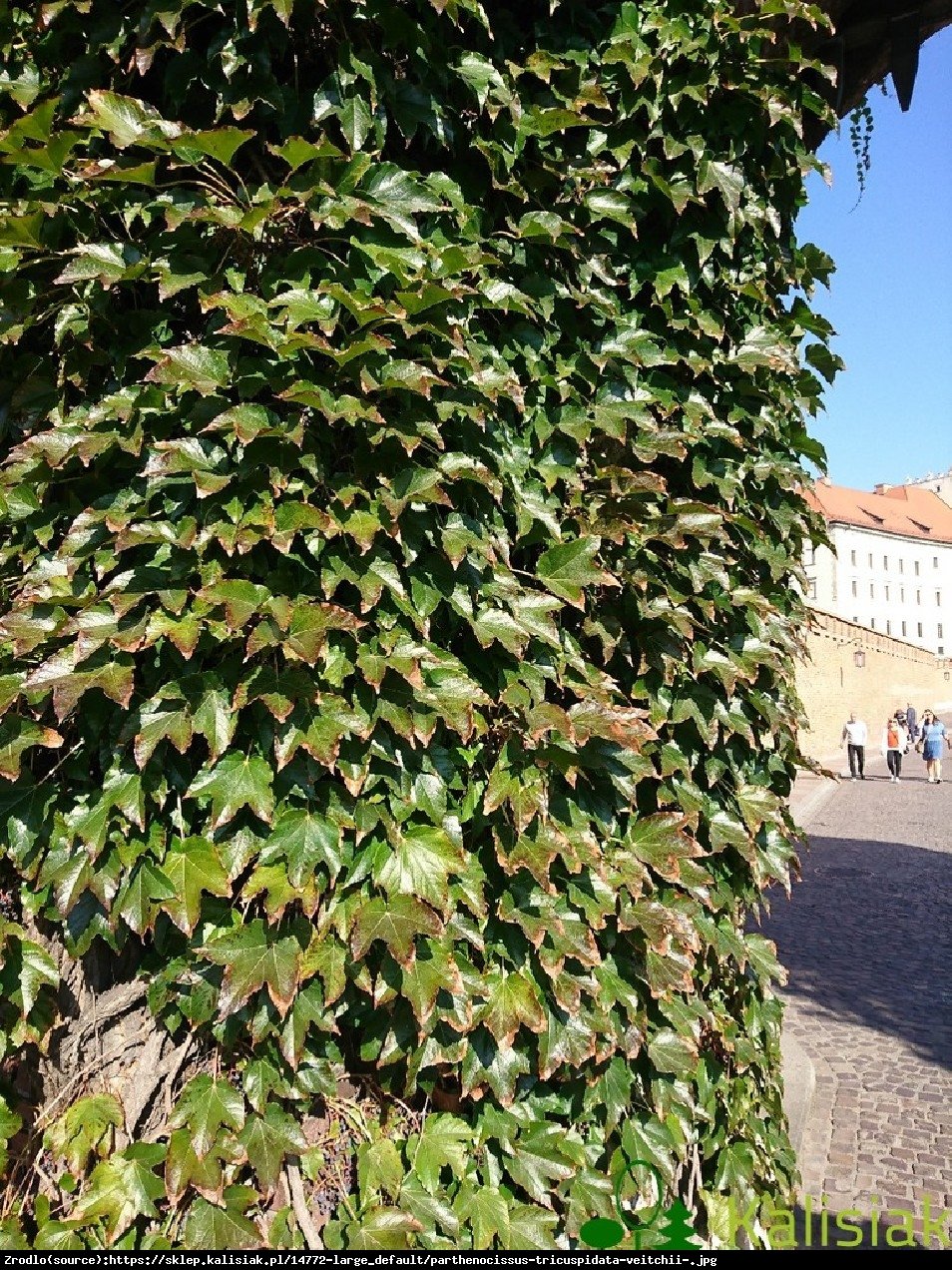 Winobluszcz trójklapowy Veitchii  - Parthenocissus tricuspidata Veitchii 