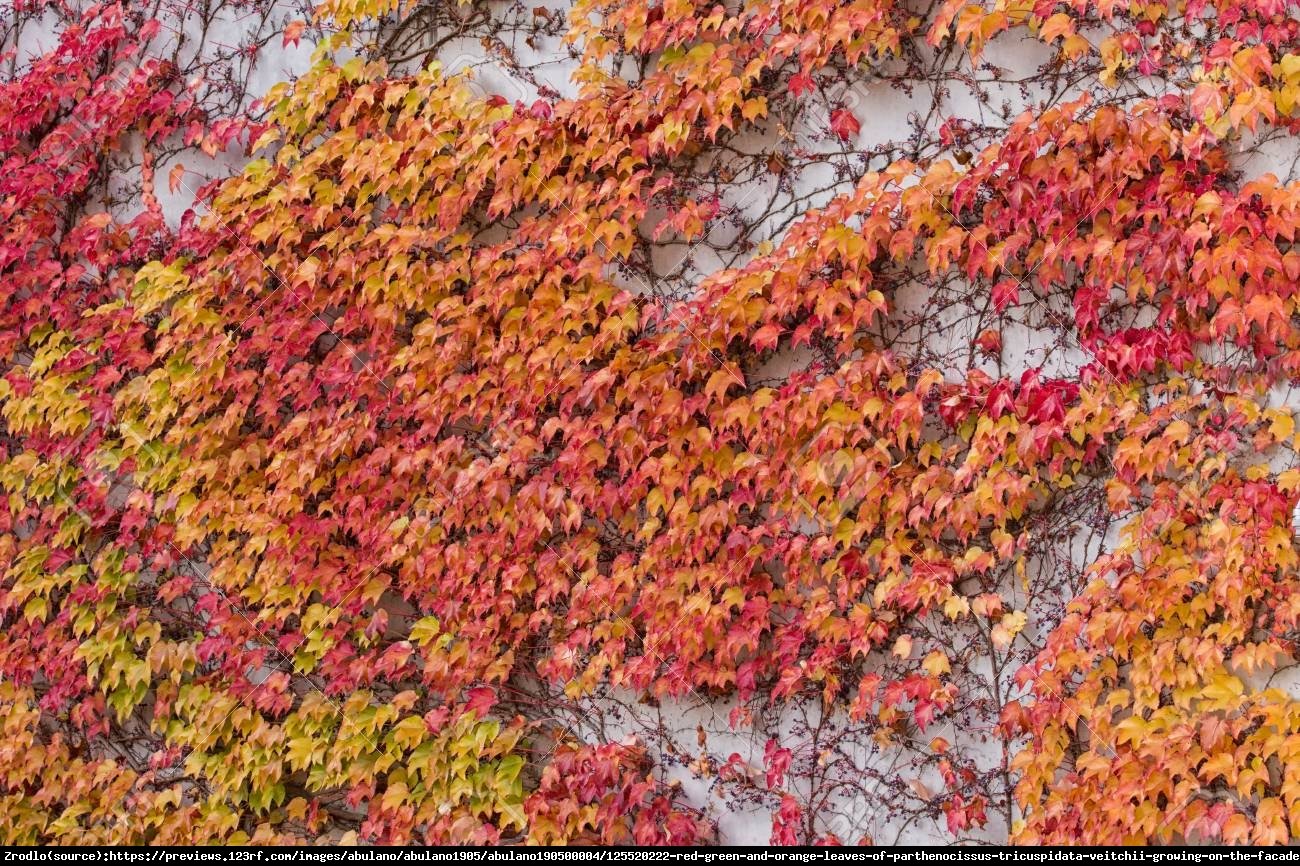 Winobluszcz trójklapowy Veitchii  - Parthenocissus tricuspidata Veitchii 