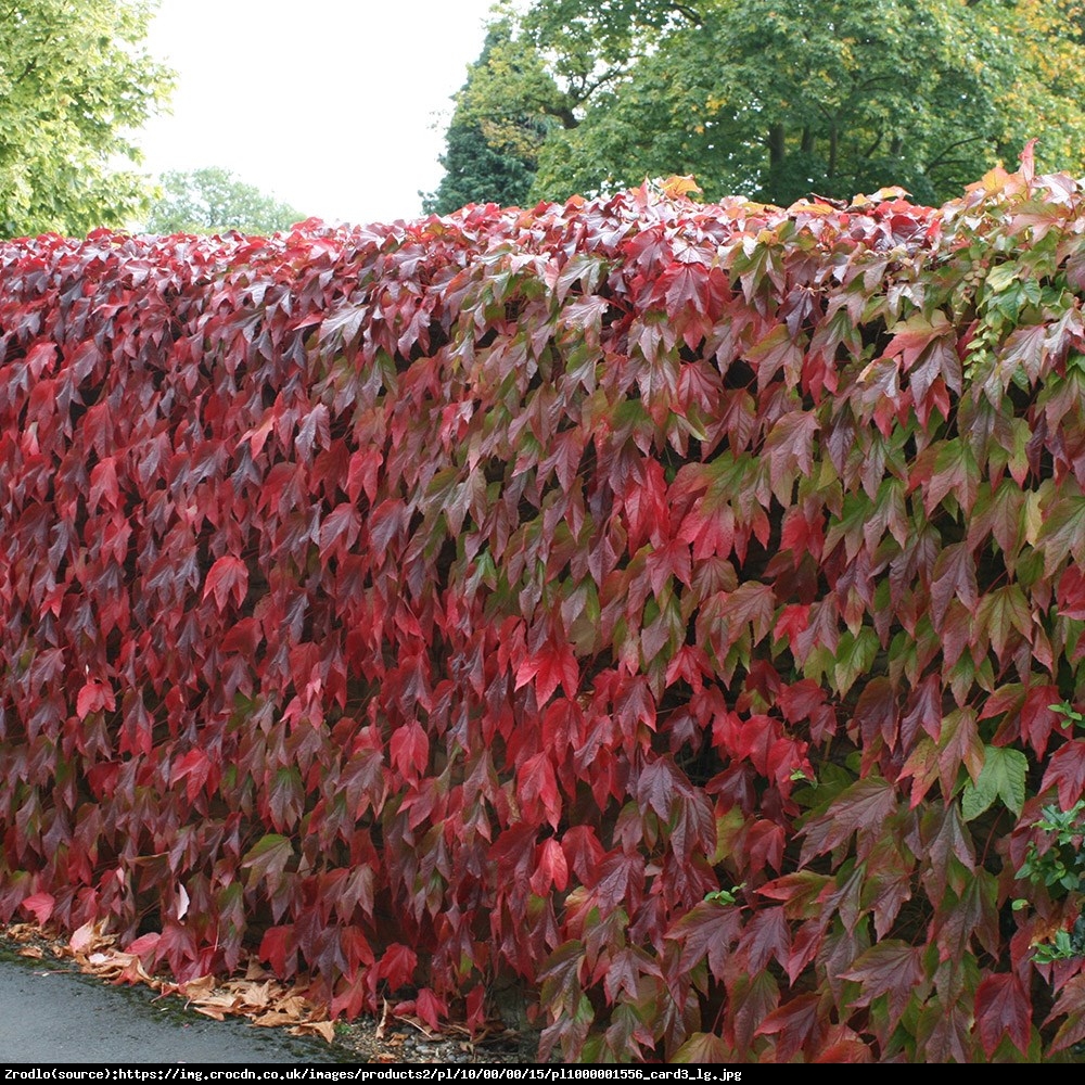 Winobluszcz trójklapowy Veitchii  - Parthenocissus tricuspidata Veitchii 