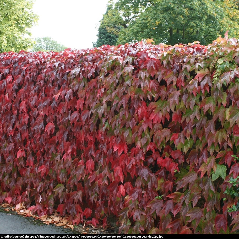 Winobluszcz trójklapowy Veitchii  - Parthenocissus tricuspidata Veitchii 