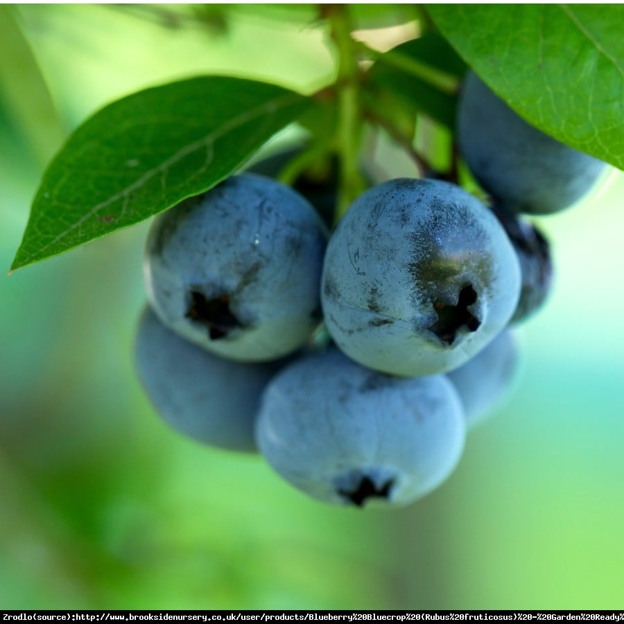 Borówka amerykańska Bluecrop 2 letnia - Vaccinium corymbosum