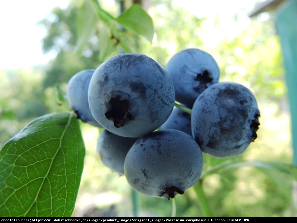 Borówka amerykańska Bluecrop 2 letnia - Vaccinium corymbosum