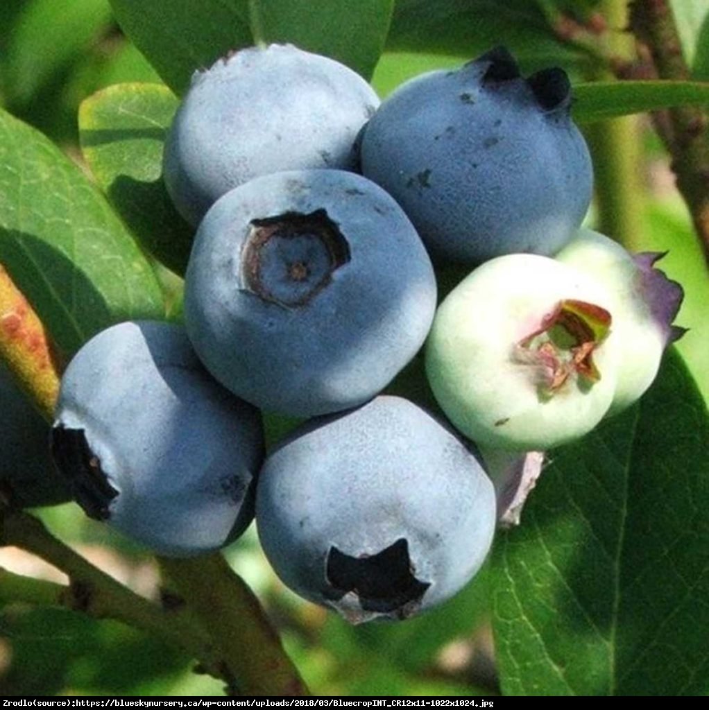 Borówka amerykańska Bluecrop 2 letnia - Vaccinium corymbosum