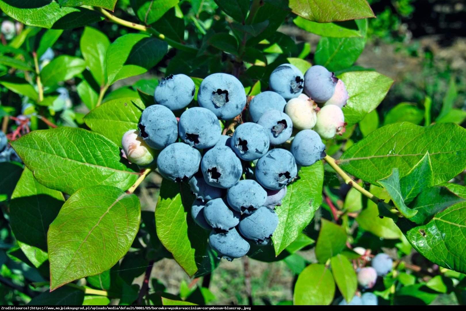 Borówka amerykańska Bluecrop 2 letnia - Vaccinium corymbosum