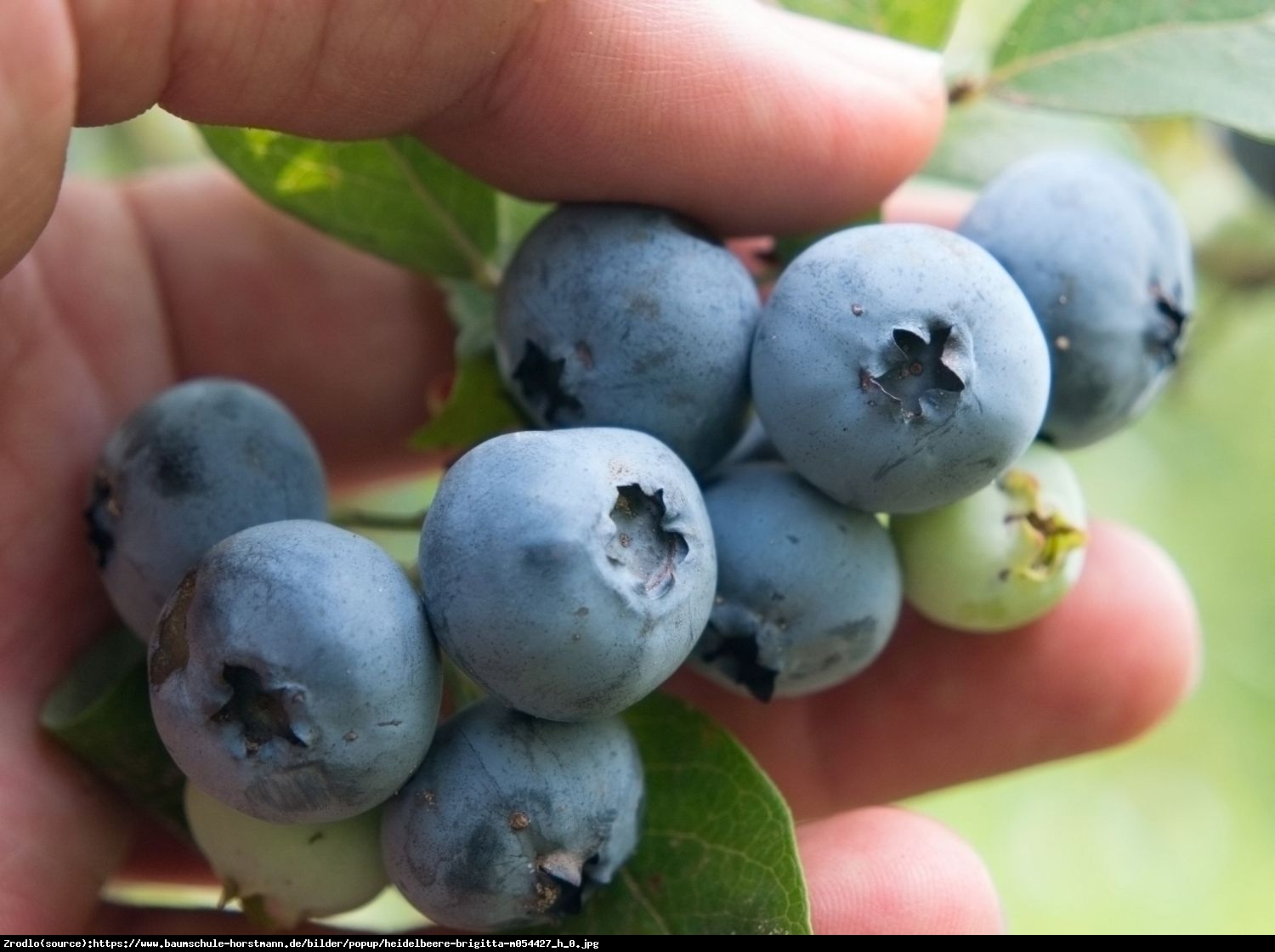 Borówka amerykańska Brigitta 2 letnia - Vaccinium corymbosum brigitta