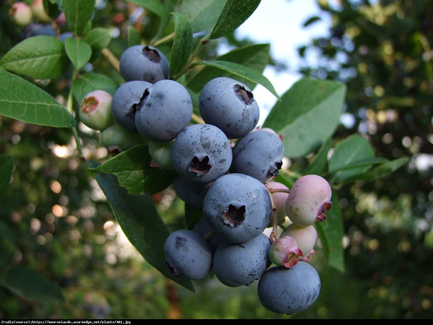 Borówka amerykańska Brigitta 2 letnia - Vaccinium corymbosum brigitta