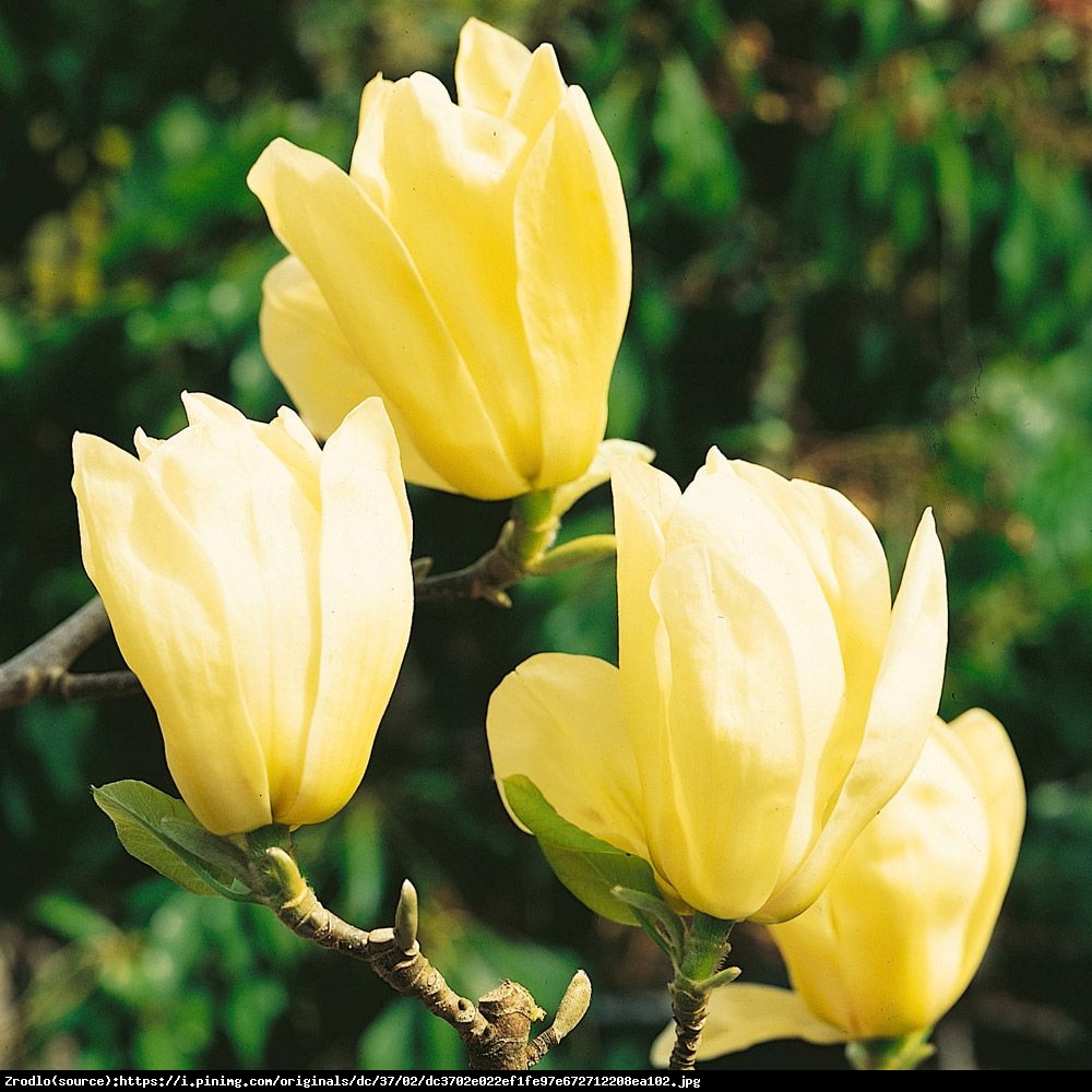 Magnolia Żółta Yellow River  - Magnolia denudata Yellow River 