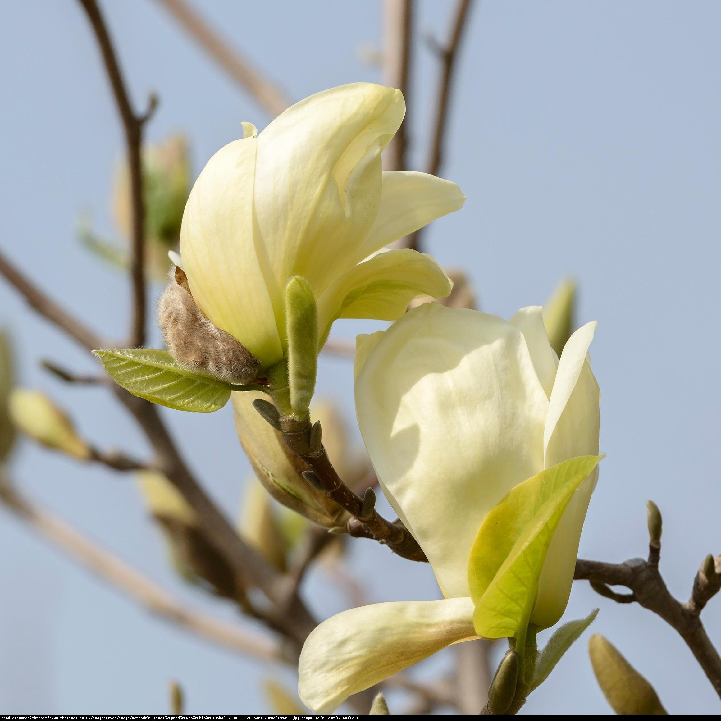 Magnolia Żółta Yellow River  - Magnolia denudata Yellow River 