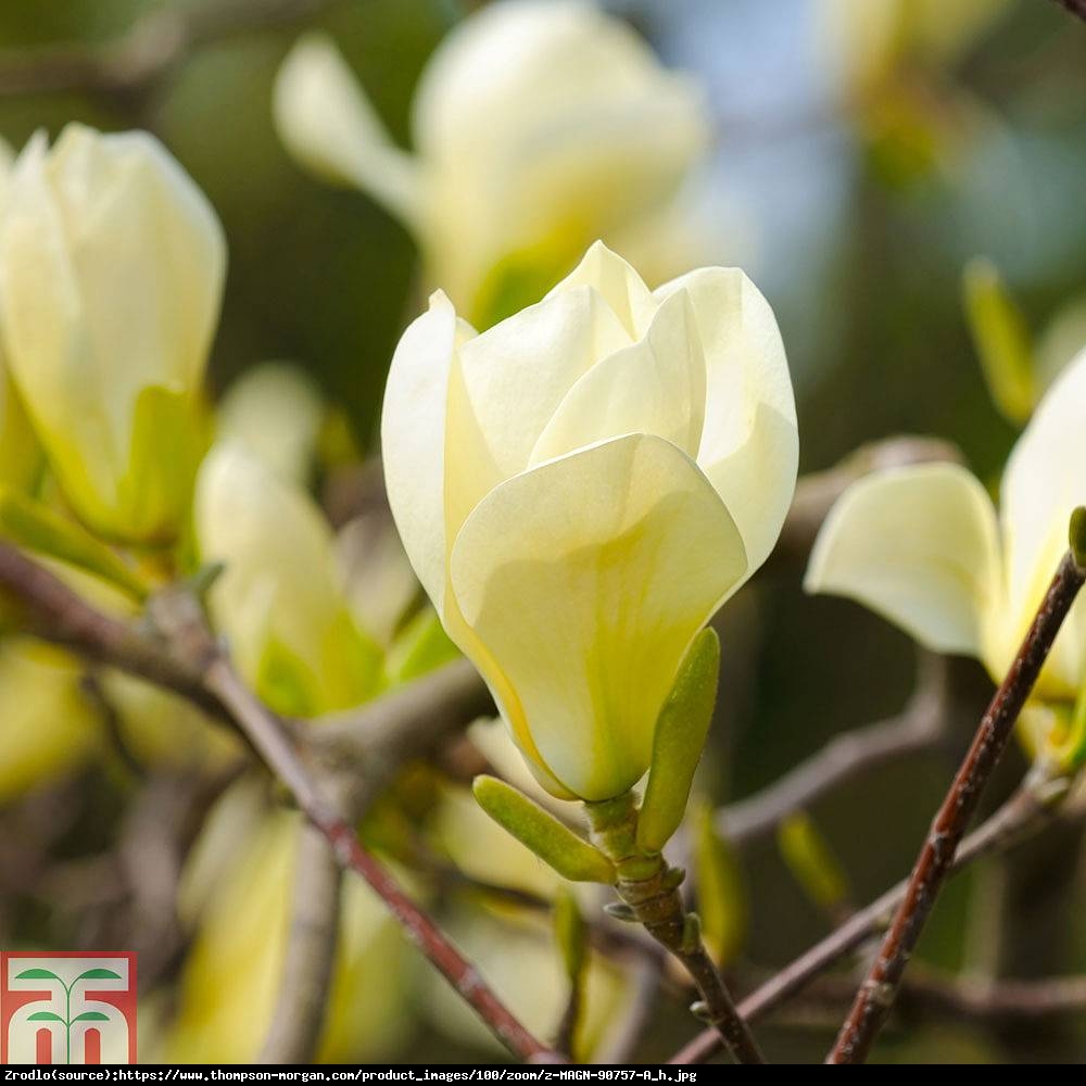 Magnolia Żółta Yellow River  - Magnolia denudata Yellow River 