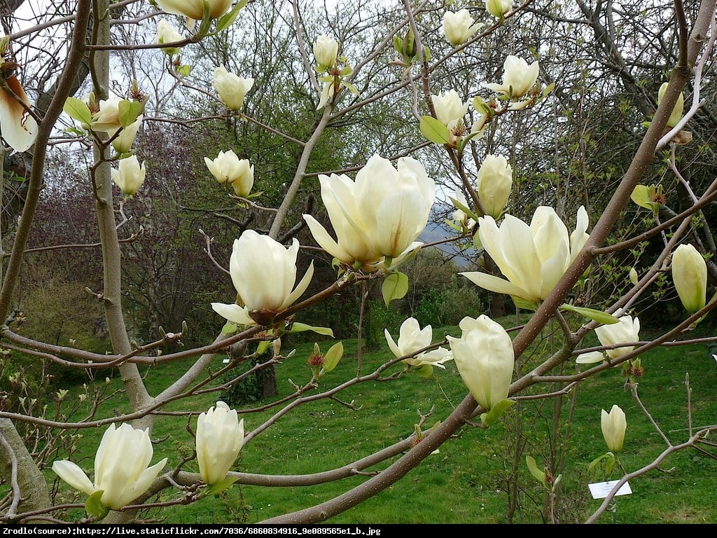 Magnolia Żółta Yellow River  - Magnolia denudata Yellow River 