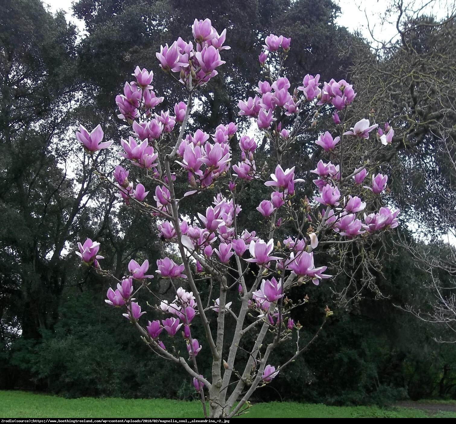 Magnolia Alexandrina - Magnolia soul. Alexandrina