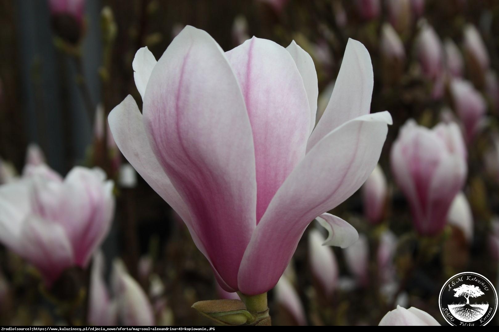 Magnolia Alexandrina - Magnolia soul. Alexandrina