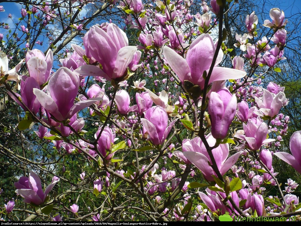 Magnolia Rustica Rubra - Magnolia soul. Rustica Rubra