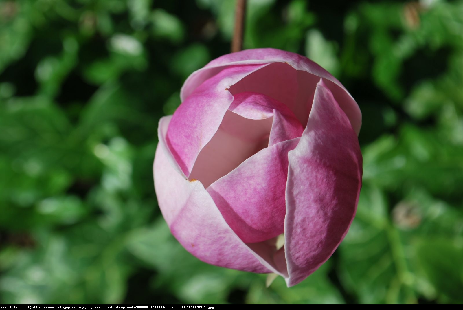 Magnolia Rustica Rubra - Magnolia soul. Rustica Rubra