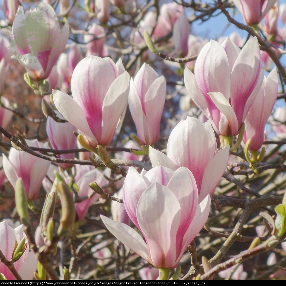 Magnolia Soulange - Magnolia soulangeana