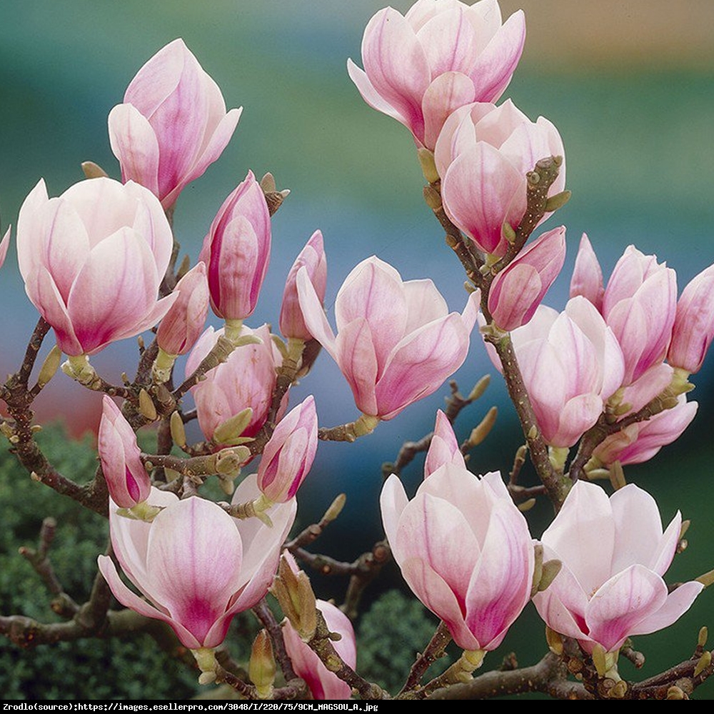 Magnolia Soulange - Magnolia soulangeana