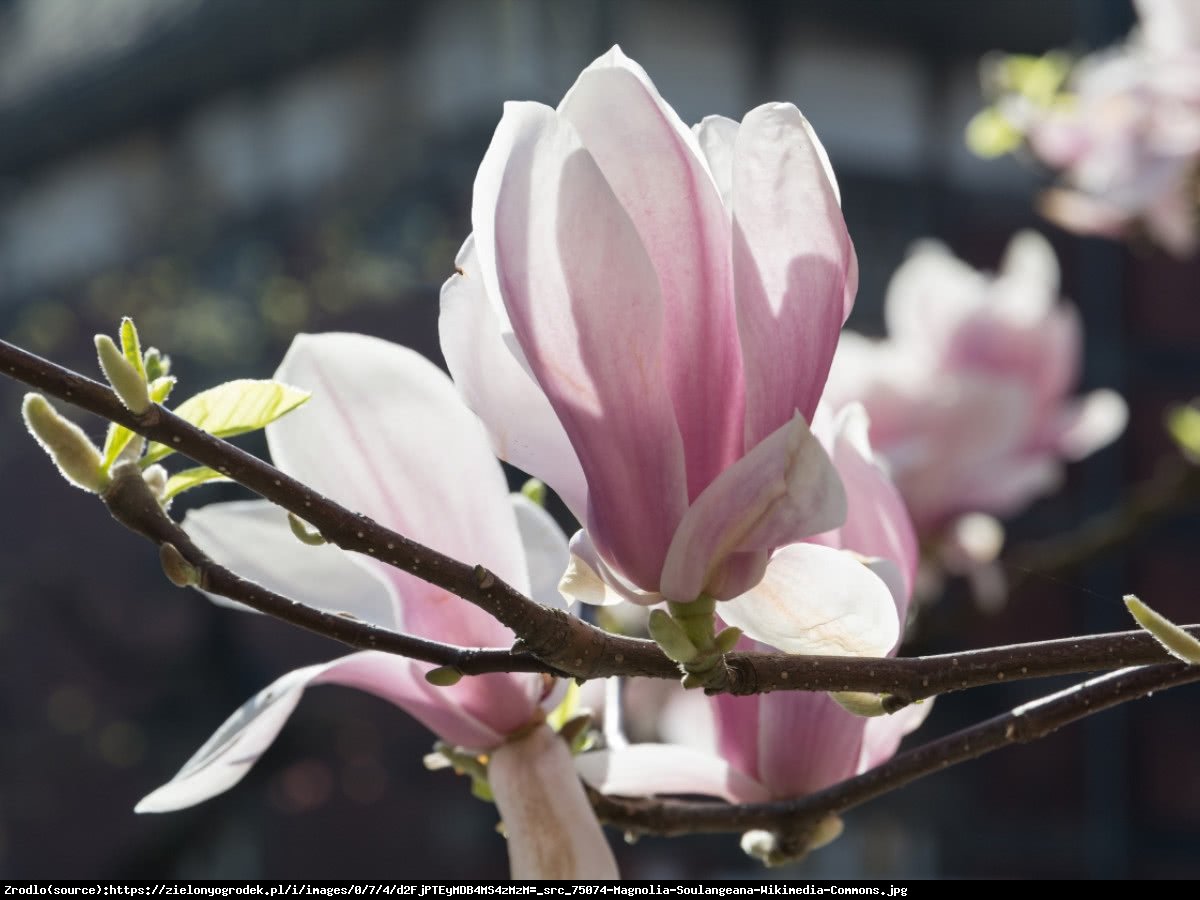 Magnolia Soulange - Magnolia soulangeana