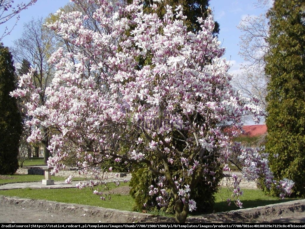 Magnolia Soulange - Magnolia soulangeana