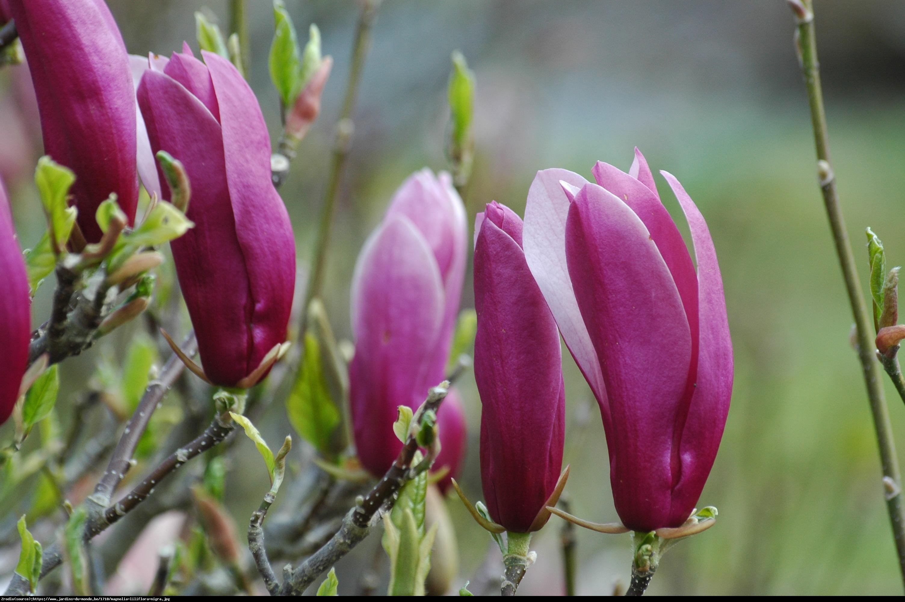 Magnolia Nigra - Magnolia liliflora Nigra