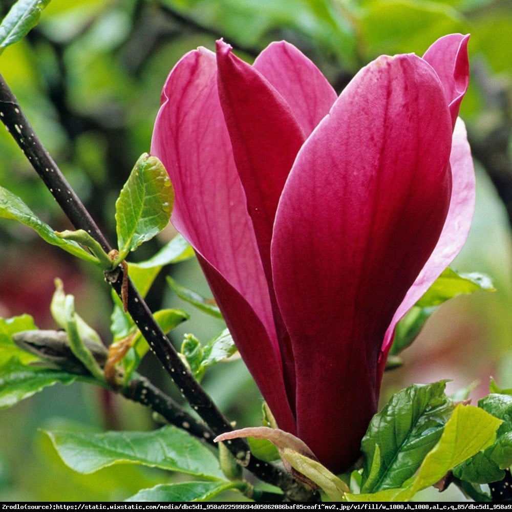 Magnolia Nigra - Magnolia liliflora Nigra