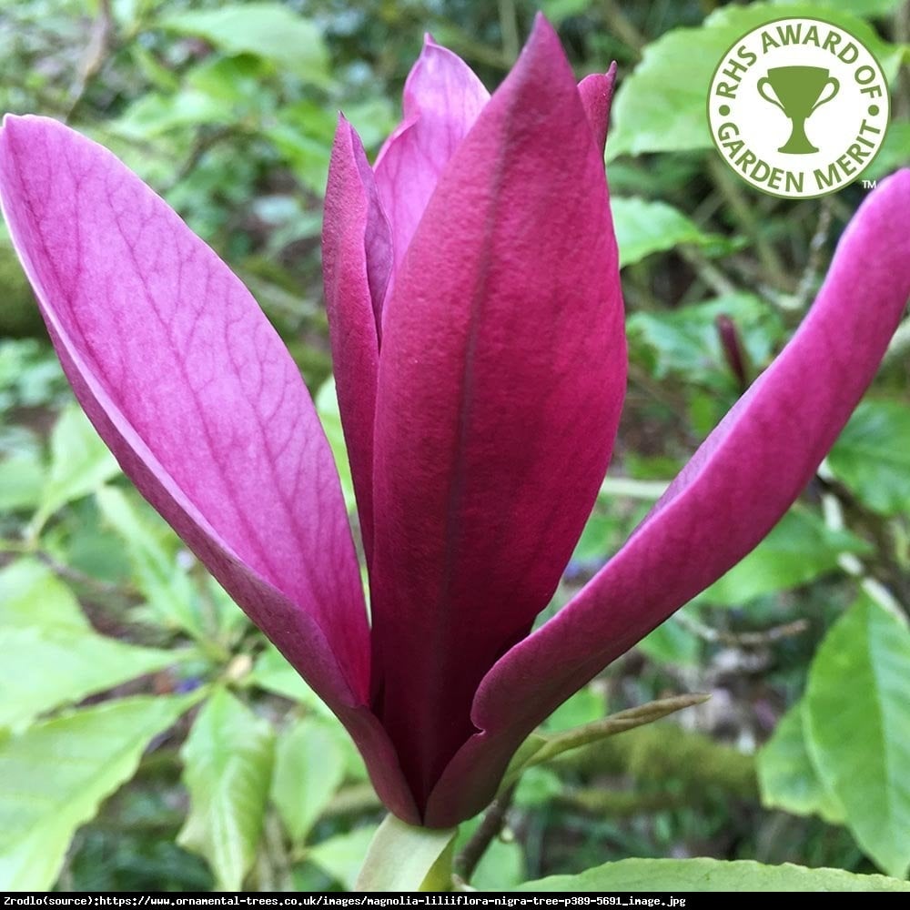 Magnolia Nigra - Magnolia liliflora Nigra