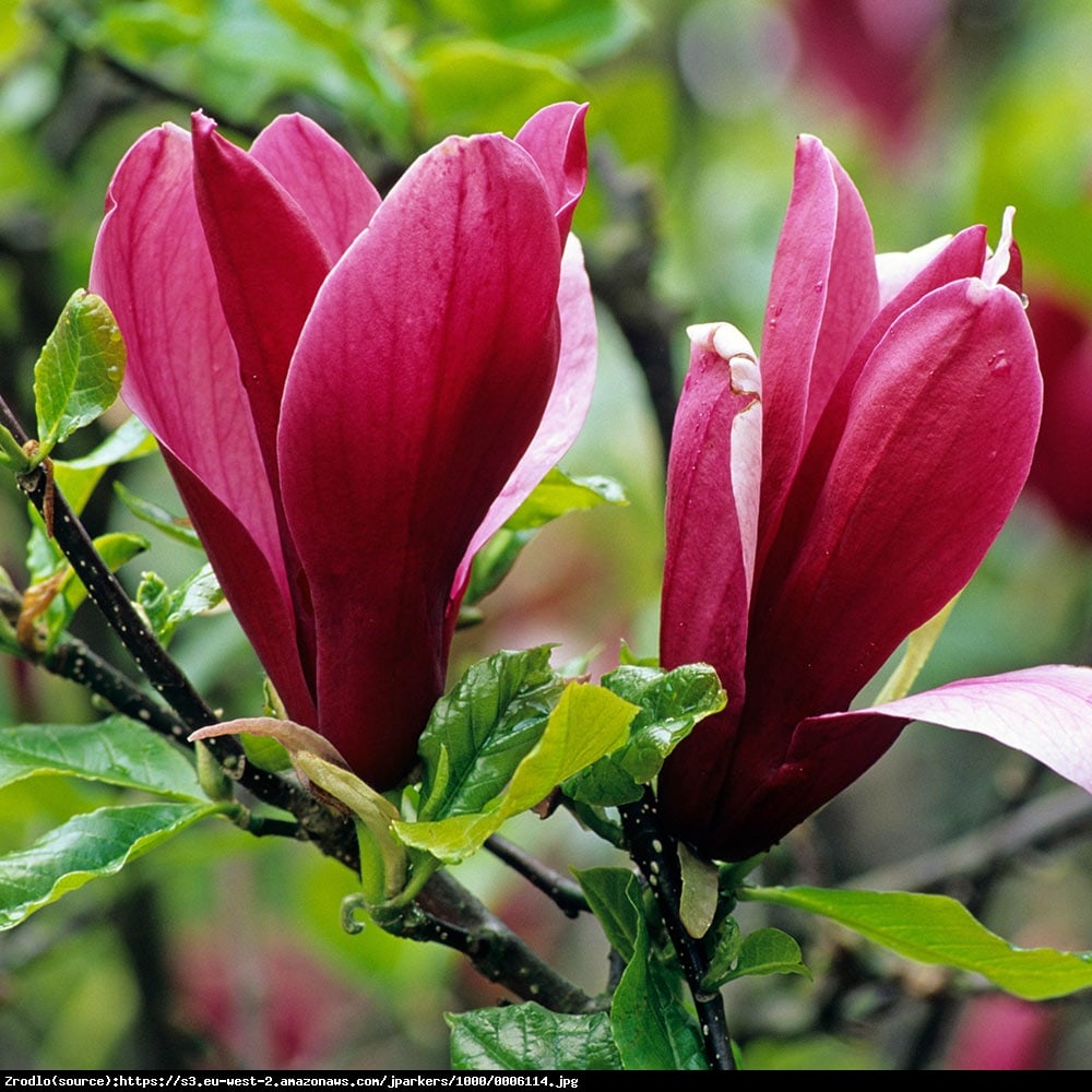 Magnolia Nigra - Magnolia liliflora Nigra