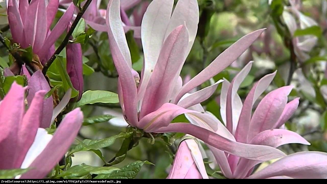 Magnolia Ricki - Magnolia Ricki