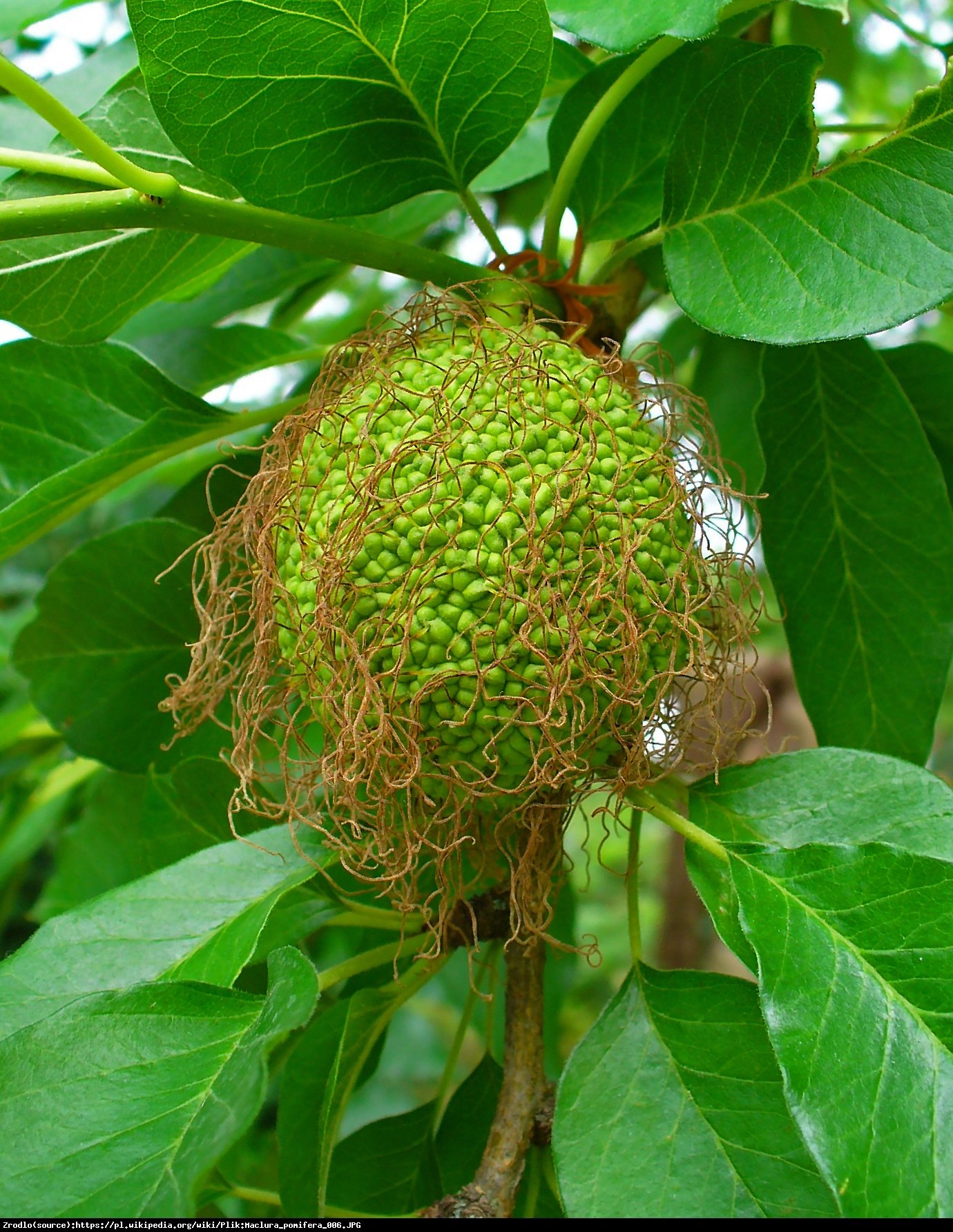 Żółtnica pomarańczowa - Maclura pomifera 