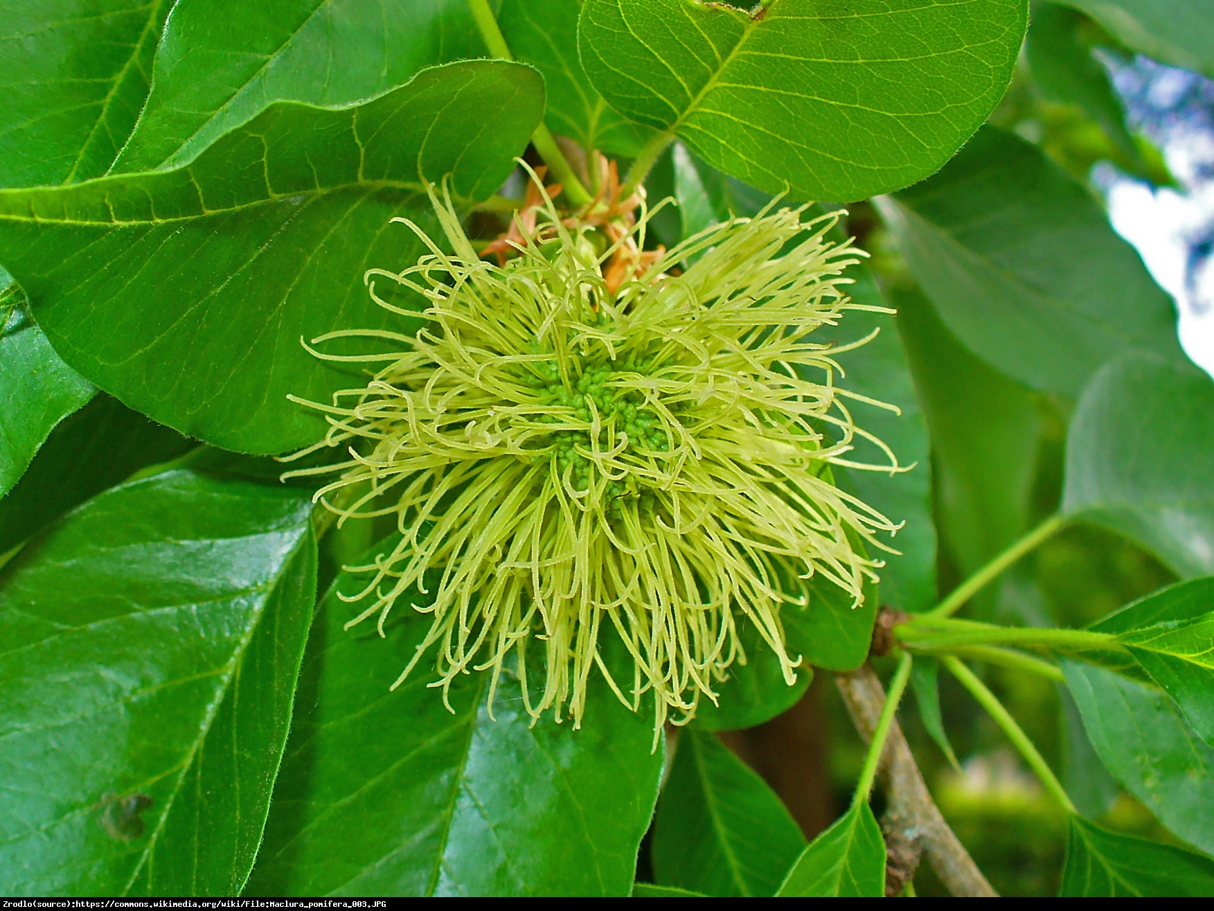 Żółtnica pomarańczowa - Maclura pomifera 