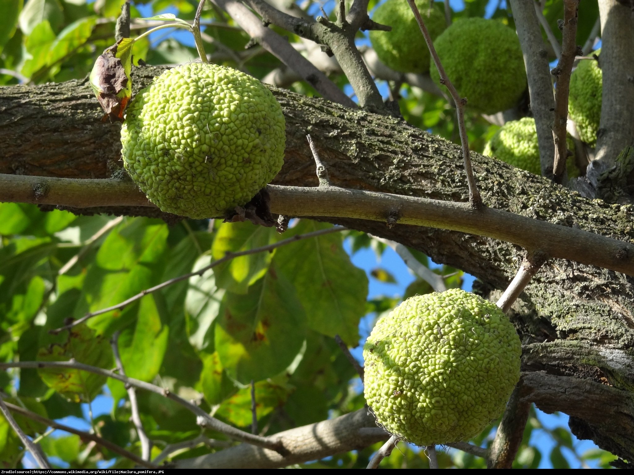 Żółtnica pomarańczowa - Maclura pomifera 