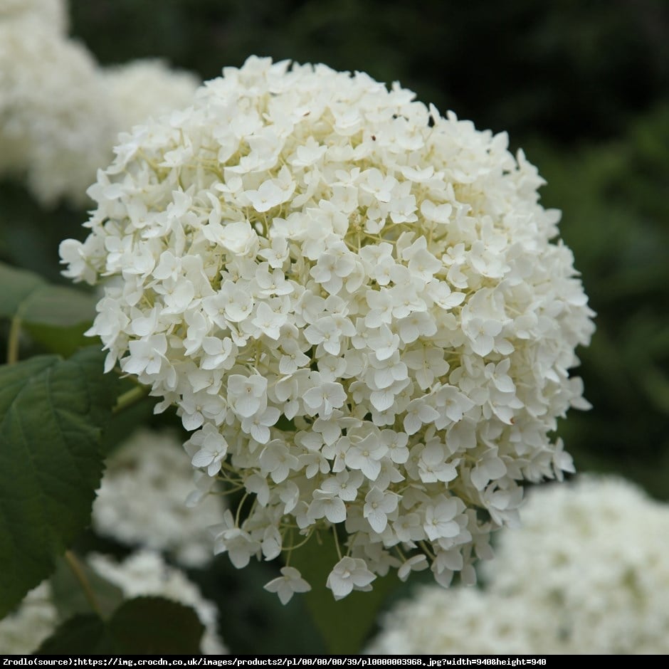 Hortensja drzewiasta Anabelle  - Hydrangea arborescens Anabelle 