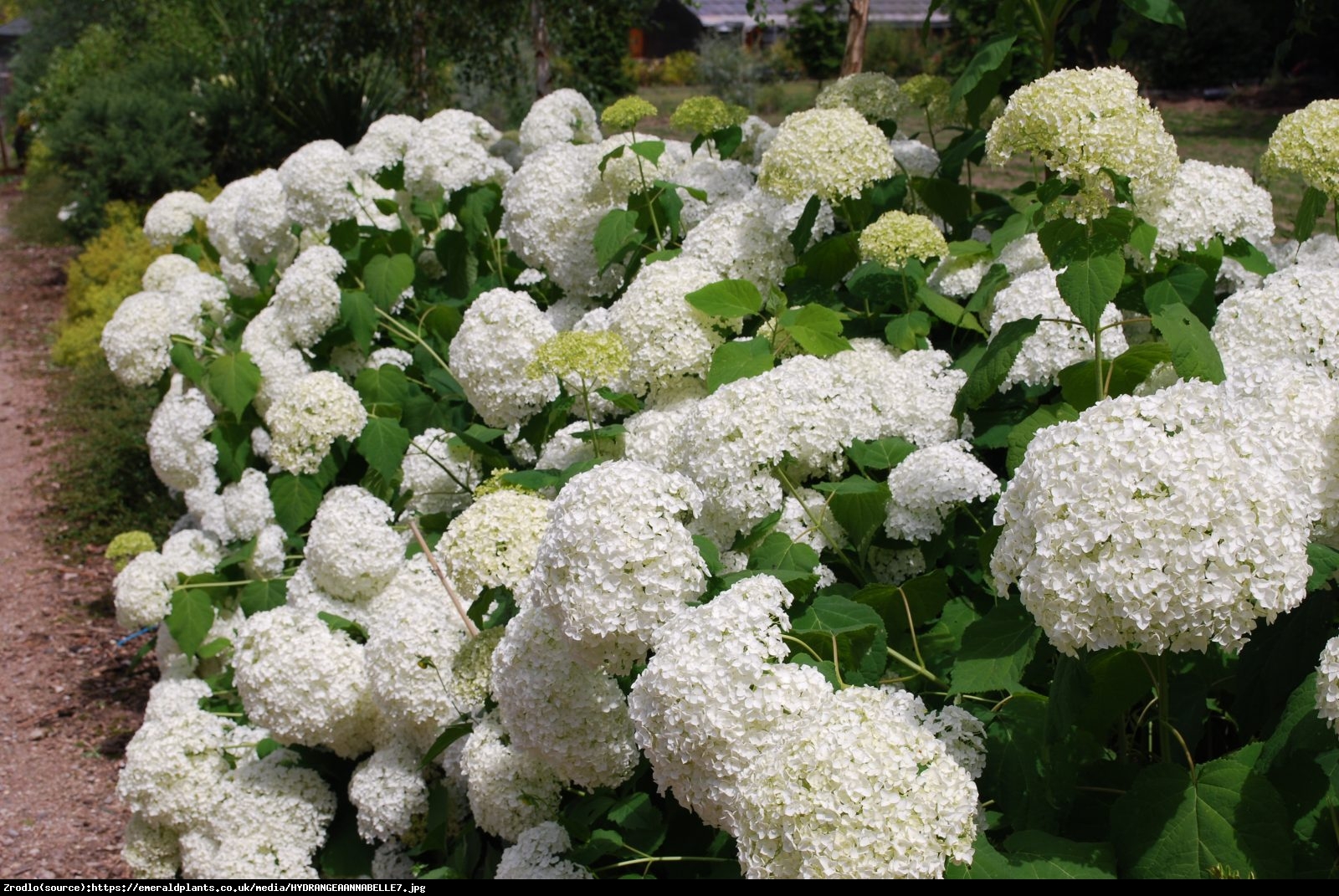 Hortensja drzewiasta Anabelle  - Hydrangea arborescens Anabelle 