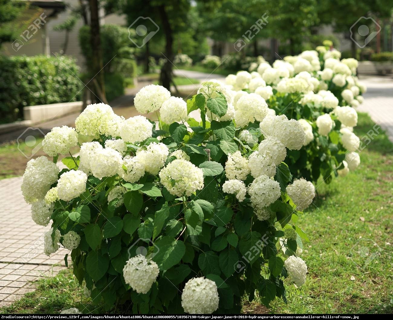 Hortensja drzewiasta Anabelle  - Hydrangea arborescens Anabelle 