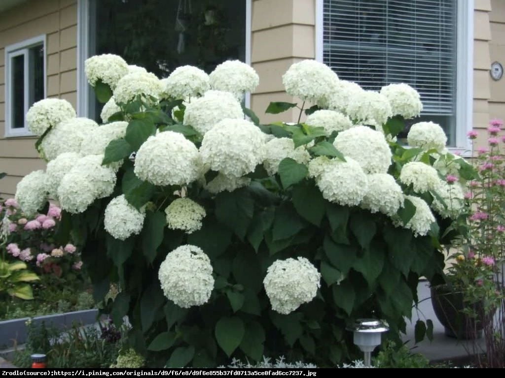 Hortensja drzewiasta Anabelle  - Hydrangea arborescens Anabelle 