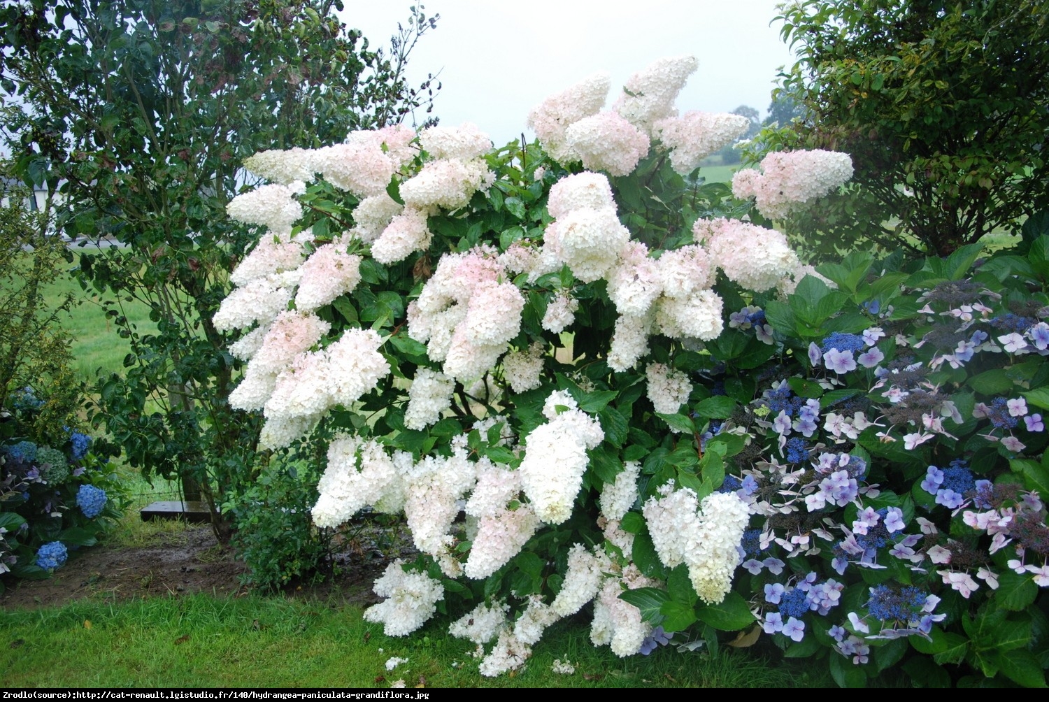 Hortensja bukietowa Grandiflora - Hydrangea paniculata  Grandiflora 