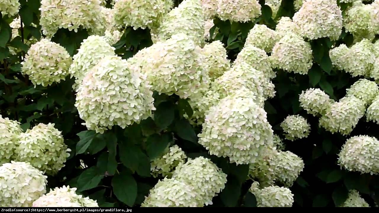 Hortensja bukietowa Grandiflora - Hydrangea paniculata  Grandiflora 