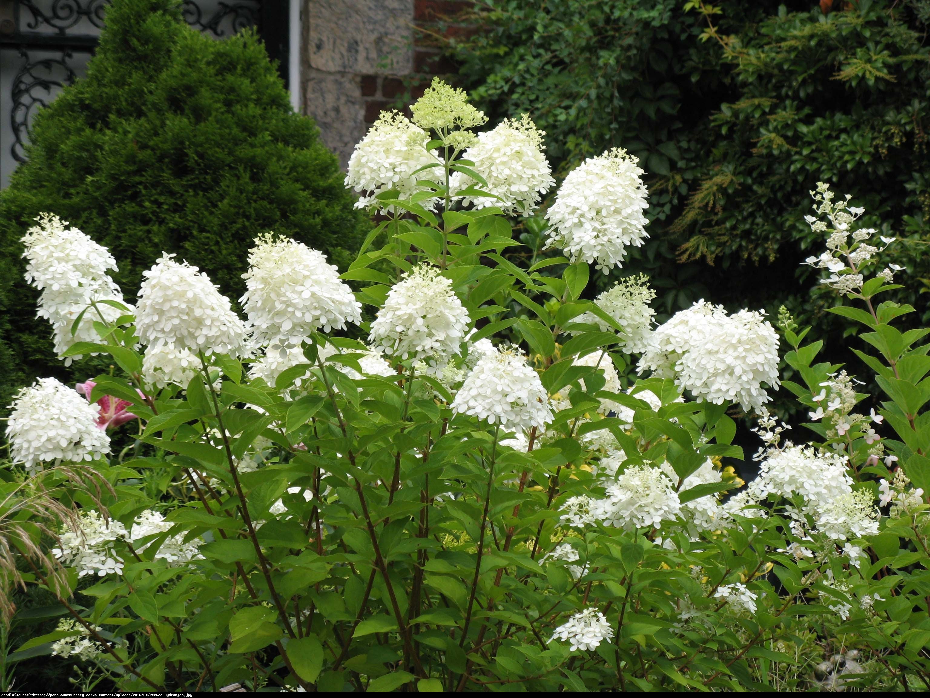 Hortensja bukietowa Grandiflora - Hydrangea paniculata  Grandiflora 