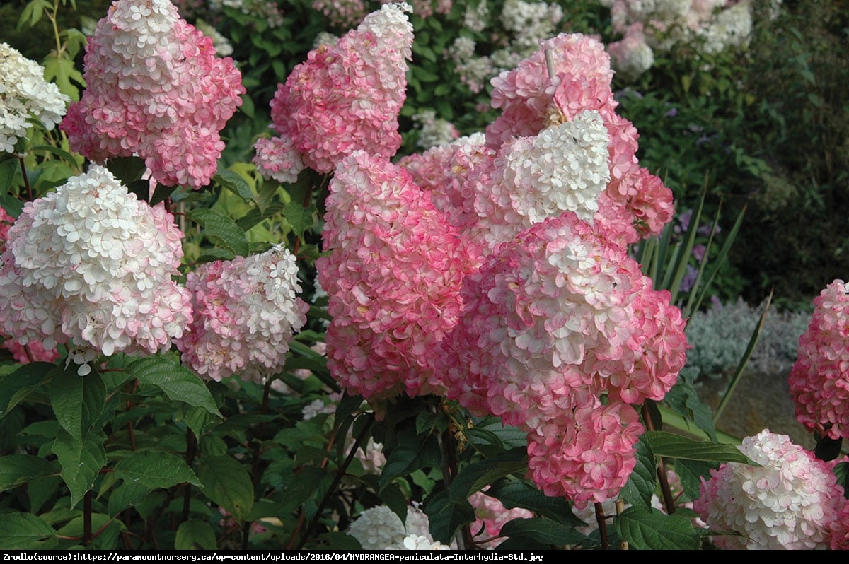 Hortensja bukietowa Pink Diamond - Hydrangea paniculata  Pink Diamond 