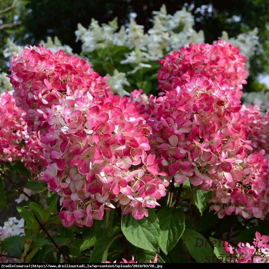 Hortensja bukietowa Pink Diamond - Hydrangea paniculata  Pink Diamond 